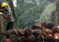 palm oil waste