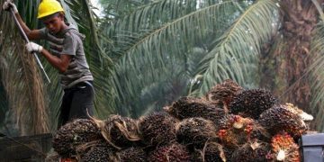 palm oil waste