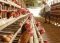 Indonesian poultry farmers