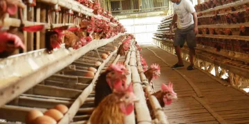 Indonesian poultry farmers