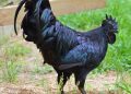 Ayam Cemani