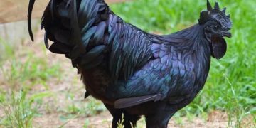 Ayam Cemani