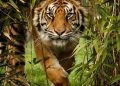 Sumatran Tiger