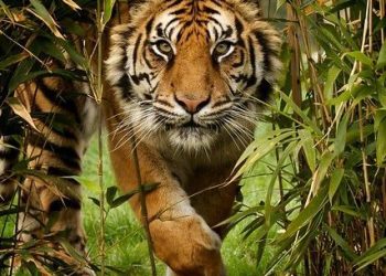 Sumatran Tiger