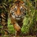 Sumatran Tiger