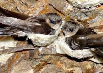 indonesia Swallow Nest