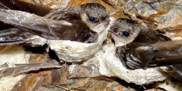 indonesia Swallow Nest