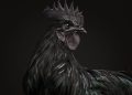 Ayam Cemani