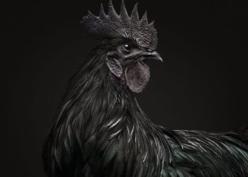 Ayam Cemani