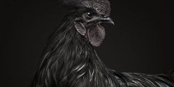 Ayam Cemani