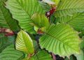 Kratom Leaves