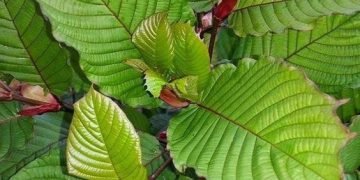 Kratom Leaves