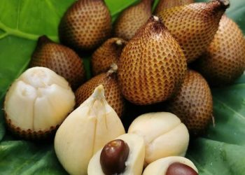 Bali Salak Agroforestry