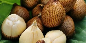 Bali Salak Agroforestry