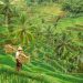 Indonesia National Farmers Day