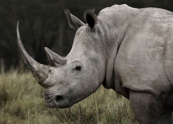 Rhino