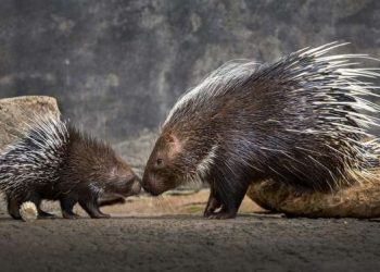 Javan Porcupine