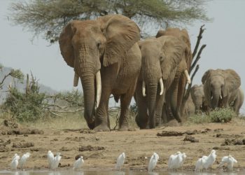 Africa's Hunger Crisis