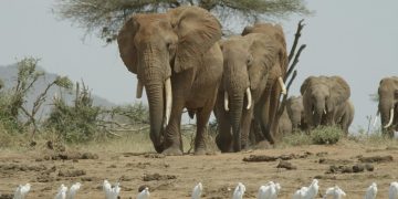 Africa's Hunger Crisis