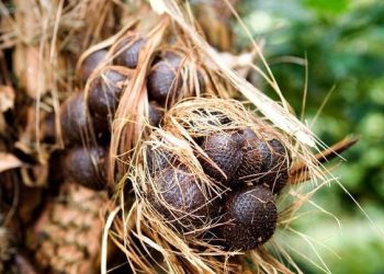 Bali Salak Agroforestry System