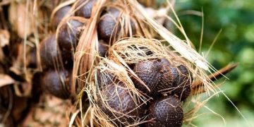 Bali Salak Agroforestry System