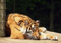 Sumatran Tiger