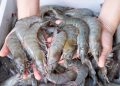 Shrimp Anti Dumping Case