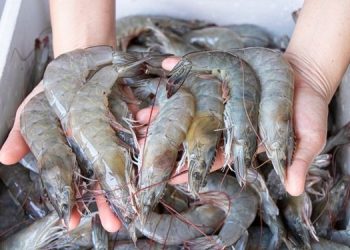 Shrimp Anti Dumping Case