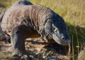 Komodo Dragon