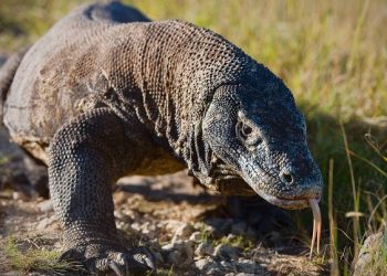 Komodo Dragon