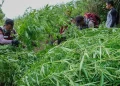 Marijuana Farm Uncovered, Indonesian Police Found 48.000 Plants in Semeru National Park