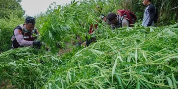 Marijuana Farm Uncovered, Indonesian Police Found 48.000 Plants in Semeru National Park