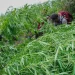 Marijuana Farm Uncovered, Indonesian Police Found 48.000 Plants in Semeru National Park