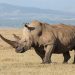 Fact About Rhinos