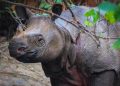Fact About Javan Rhinos