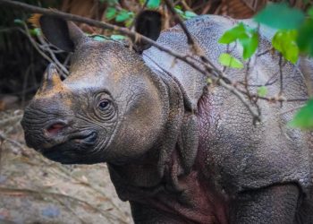 Fact About Javan Rhinos