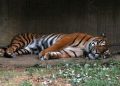 Bird Flu Kills Tiger