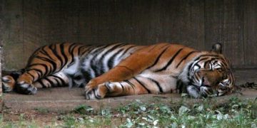 Bird Flu Kills Tiger
