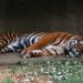 Bird Flu Kills Tiger