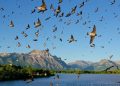 Barn Swallows Migration