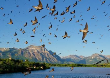 Barn Swallows Migration