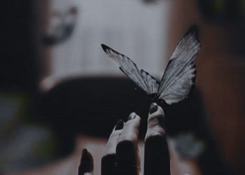 Meaning of Butterflies