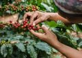 Indonesian Coffee Exports