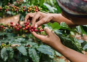 Indonesian Coffee Exports