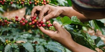 Indonesian Coffee Exports