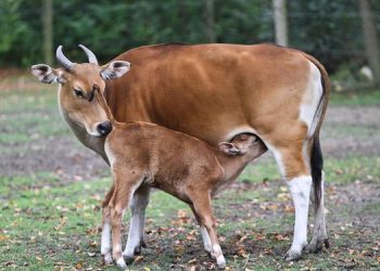 Borneo Banteng