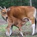 Borneo Banteng