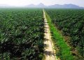 Indonesia's Palm Oil