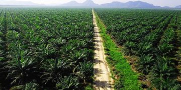 Indonesia's Palm Oil