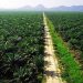 Indonesia's Palm Oil